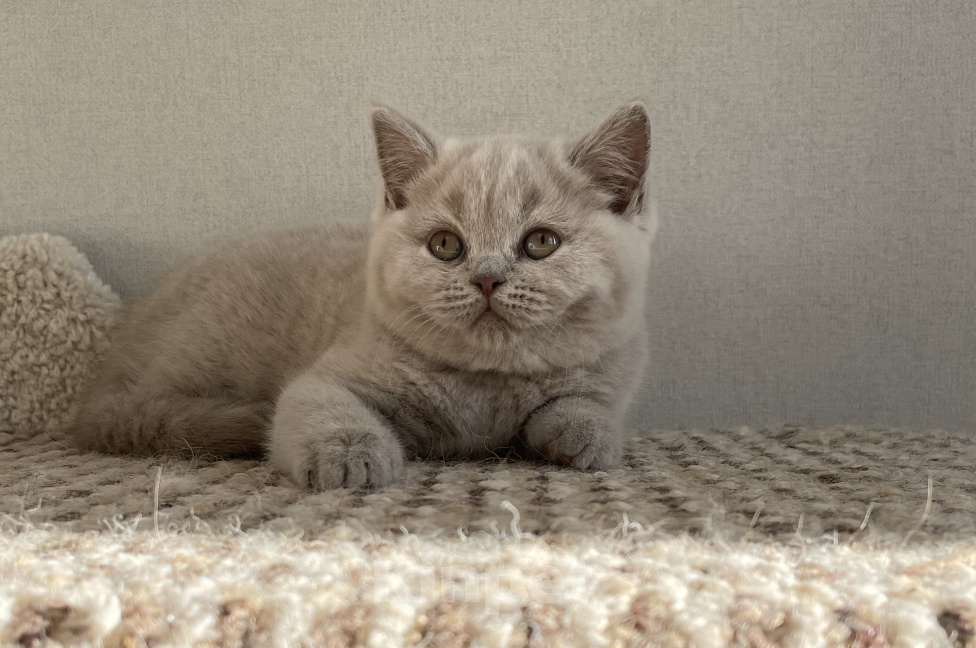 Кошки в Красноярске: Британская девочка Дана Девочка, 35 000 руб. - фото 4