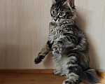 Кошки в Владивостоке: Котята Курильского бобтейла. Продажа и резерв Разнополые, 20 000 руб. - фото 6