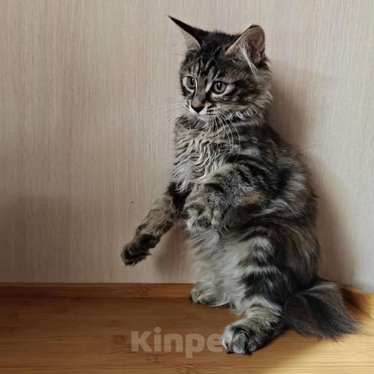 Кошки в Владивостоке: Котята Курильского бобтейла. Продажа и резерв Разнополые, 20 000 руб. - фото 6