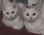 Кошки в Ростове-на-Дону: Две белые кошечки для вязки  Девочка, Бесплатно - фото 1