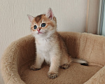 Кошки в Самаре: Британский котенок Мальчик, 50 000 руб. - фото 1