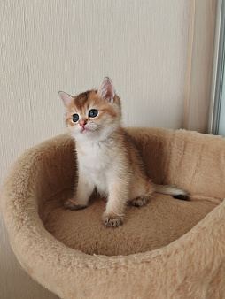 Британский котенок
