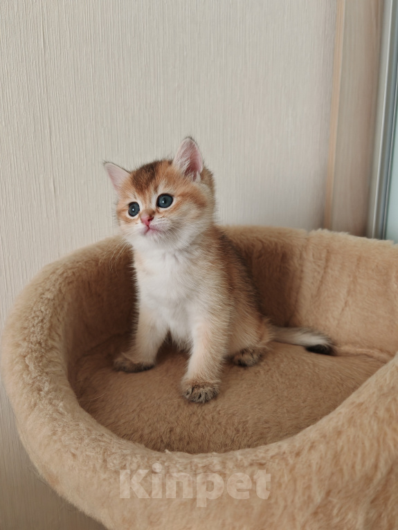 Кошки в Самаре: Британский котенок Мальчик, 50 000 руб. - фото 1