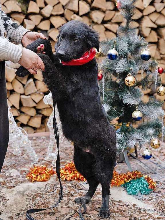 Собаки в Москве: Ищет дом очаровательный щенок-подросток Мишутка Мальчик, Бесплатно - фото 6