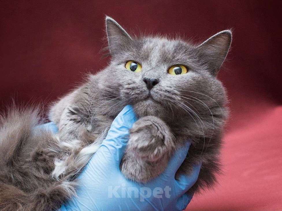 Кошки в Москве: Породистая кошечка ищет дом Девочка, Бесплатно - фото 3