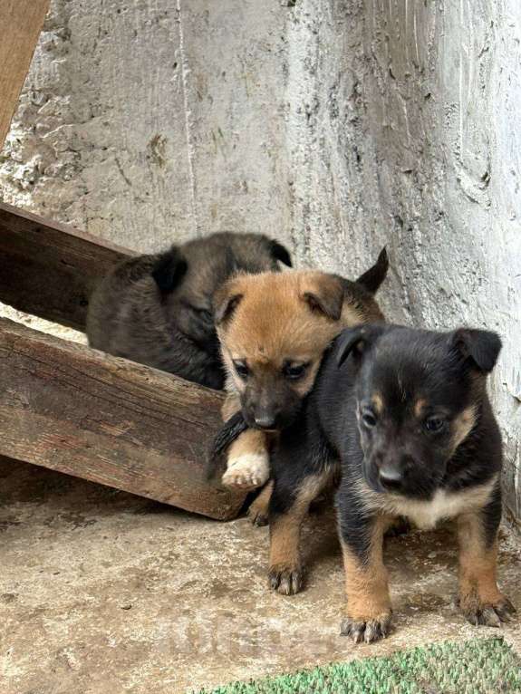 Собаки в других городах Крыма: Отдам 5 щенков в добрые руки Разнополые, Бесплатно - фото 2