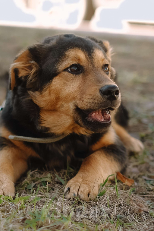 Собаки в Санкт-Петербурге: Щенок Джой из приюта в добрые руки Мальчик, Бесплатно - фото 1