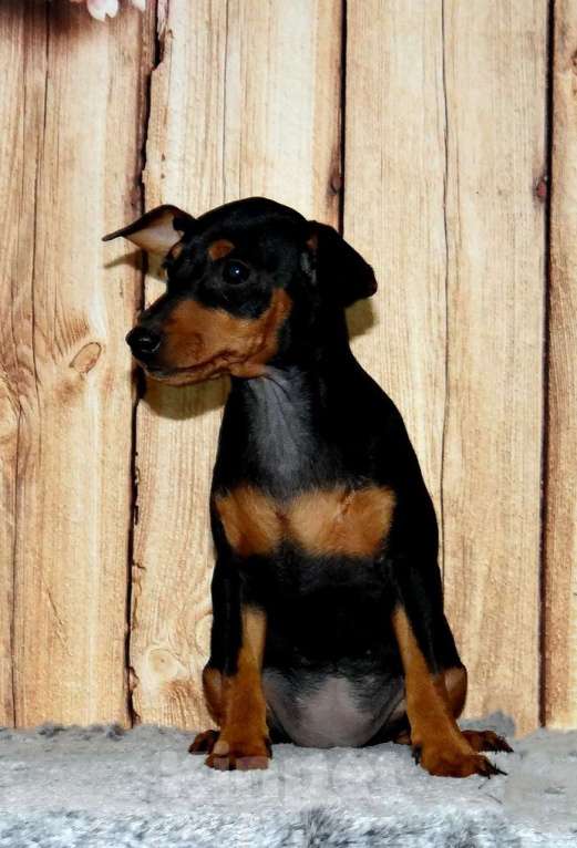 Собаки в Москве: Щенок цвергпинчера Девочка, 60 000 руб. - фото 1