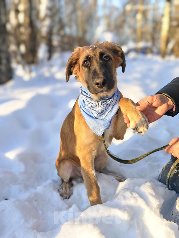 Собаки в Москве: Щенок ищет дом Мальчик, Бесплатно - фото 5