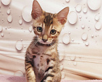 Кошки в Химках: Клубные чистокровные бенгальские котята  Мальчик, 50 000 руб. - фото 3