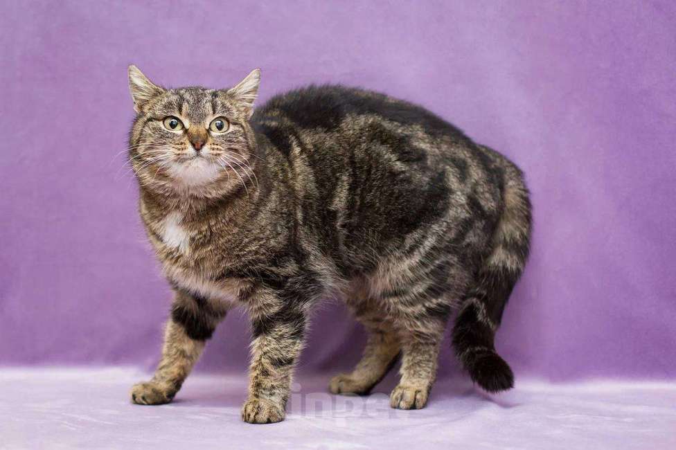 Кошки в Москве: Леопарда ищет дом Девочка, Бесплатно - фото 5