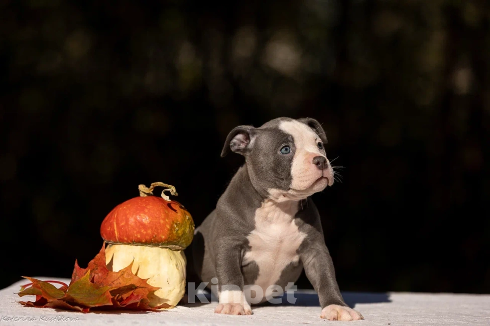 Собаки в Москве: Американский Булли  Девочка, 135 000 руб. - фото 2