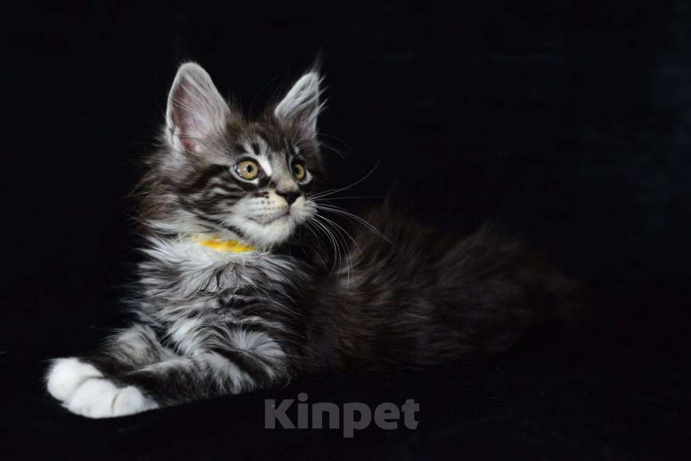Кошки в Котельнике: Мейн-кун котёнок Мальчик, 27 000 руб. - фото 2