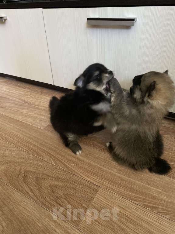 Собаки в Электростали: Мальчик шпиц Мальчик, 30 000 руб. - фото 4