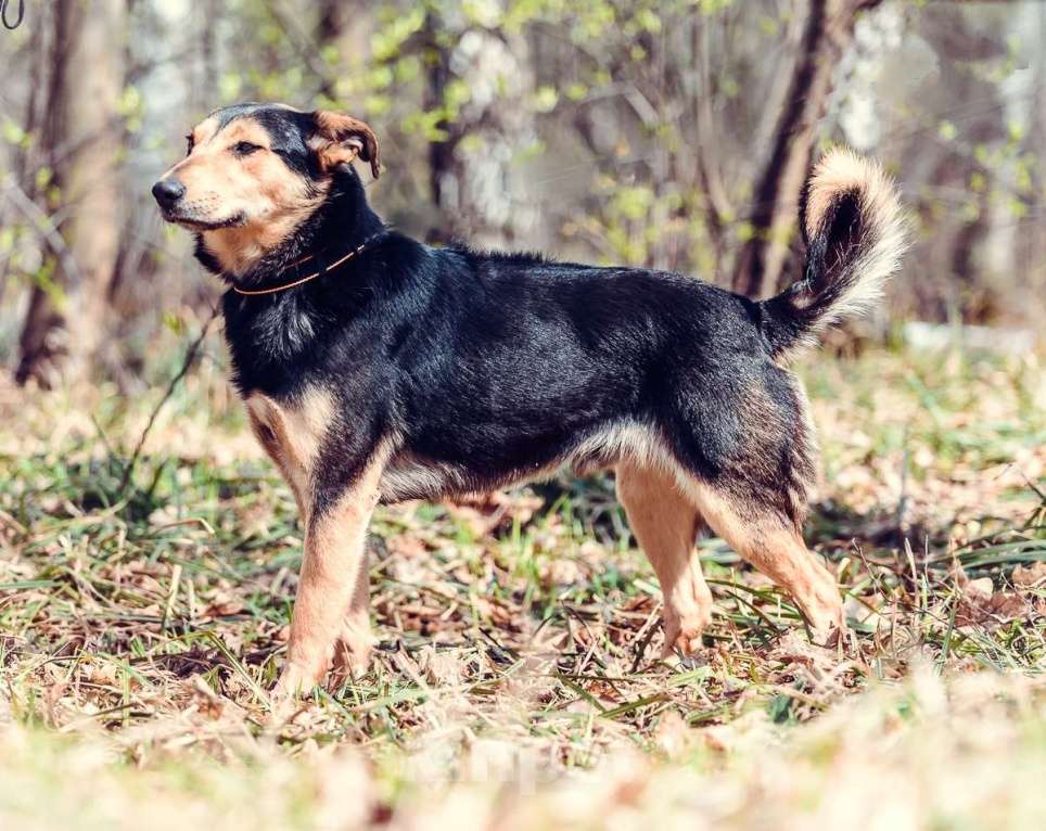 Собаки в Москве: Тиксон Мальчик, Бесплатно - фото 2