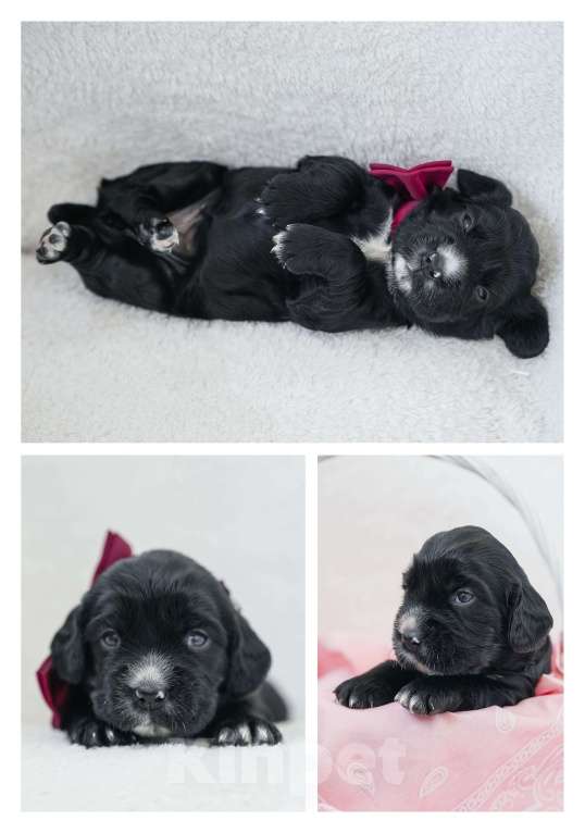 Собаки в Владивостоке: Щенки русского охотничьего спаниеля Девочка, 50 000 руб. - фото 4