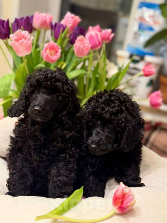 Собаки в Москве: Щенки Малого Пуделя Девочка, 90 000 руб. - фото 5