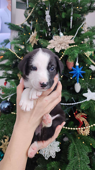 Бордер колли митис (викинг)