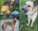 Собаки в Нижнем Новгороде: Отдам в добрые руки Девочка, Бесплатно - фото 1