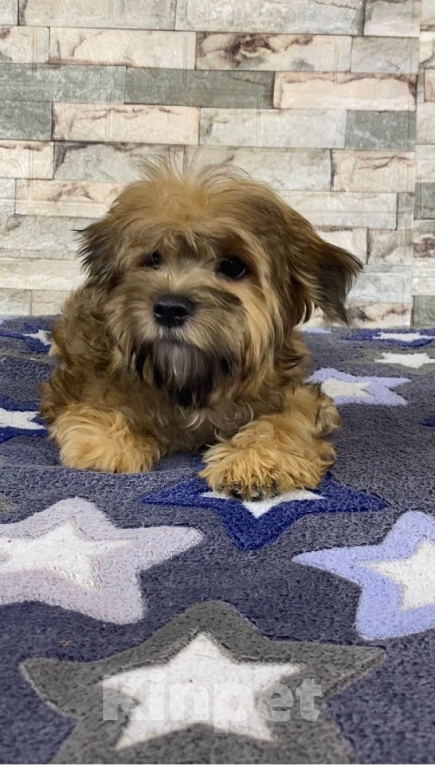 Собаки в Москве: Цветной йорк -щенок  Мальчик, 25 000 руб. - фото 6