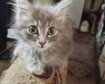 Кошки в Симферополе: Отдаю котят в хорошие руки Мальчик, Бесплатно - фото 5