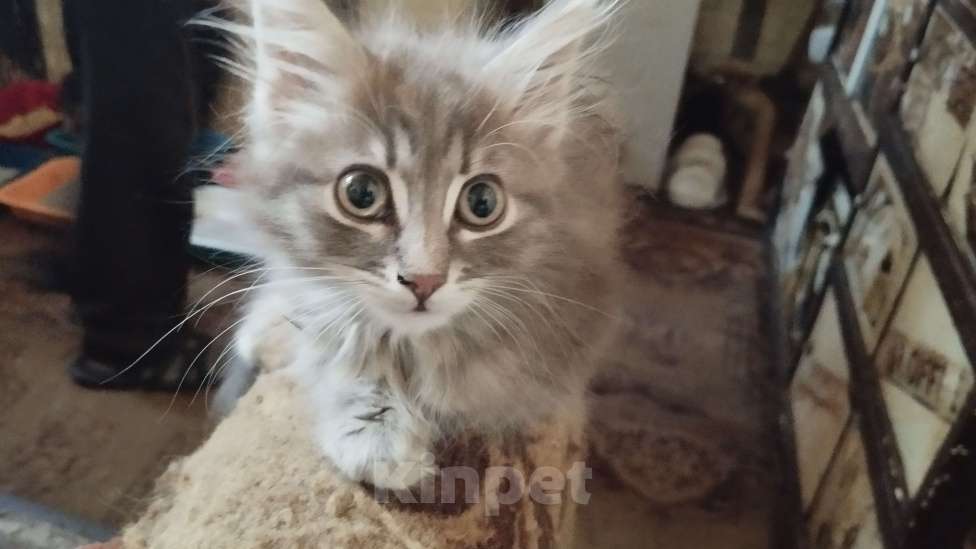 Кошки в Симферополе: Отдаю котят в хорошие руки Мальчик, Бесплатно - фото 5