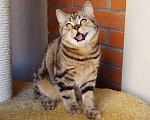 Кошки в Москве: Роскошный подрощенный шотландский котик скотиш-страйт Мальчик, 40 000 руб. - фото 13