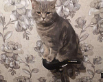 Кошки в Ижевске: Вязка шотландский котик, 800 руб. - фото 4