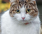 Кошки в Кувшиново: Чудесная Муся в заботливую семью, Бесплатно - фото 7