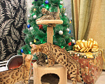 Кошки в Колпашево: Бенгальские котята, 15 000 руб. - фото 2