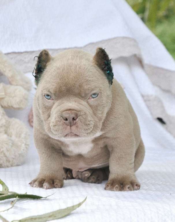 Собаки в Москве: Харлей Мальчик, 120 000 руб. - фото 2