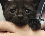 Кошки в Мытищах: Котики в добрые руки Мальчик, Бесплатно - фото 1