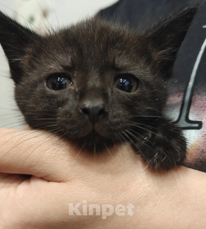 Кошки в Мытищах: Котики в добрые руки Мальчик, Бесплатно - фото 1