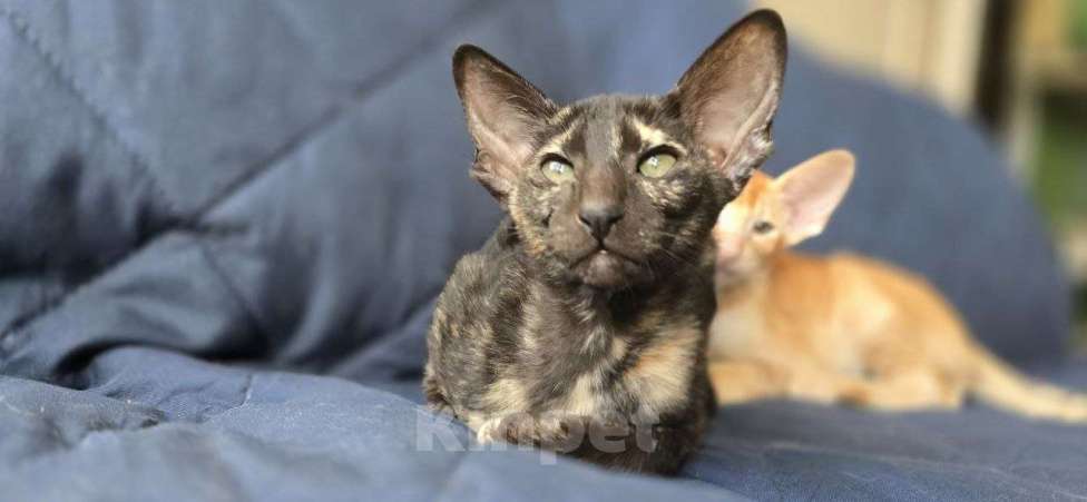 Кошки в Санкт-Петербурге: Ориентальный котёнок Разнополые, 30 000 руб. - фото 4