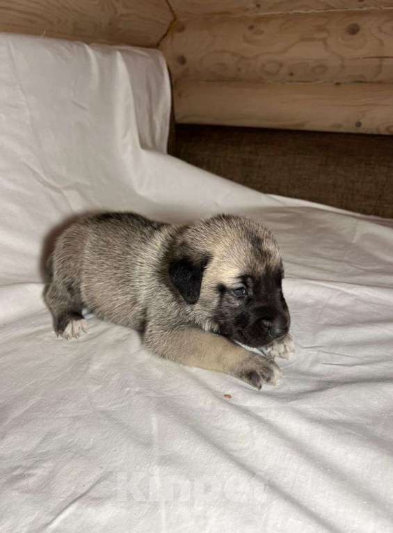 Собаки в Москве: Щенки Турецкого кангала Мальчик, 70 руб. - фото 5