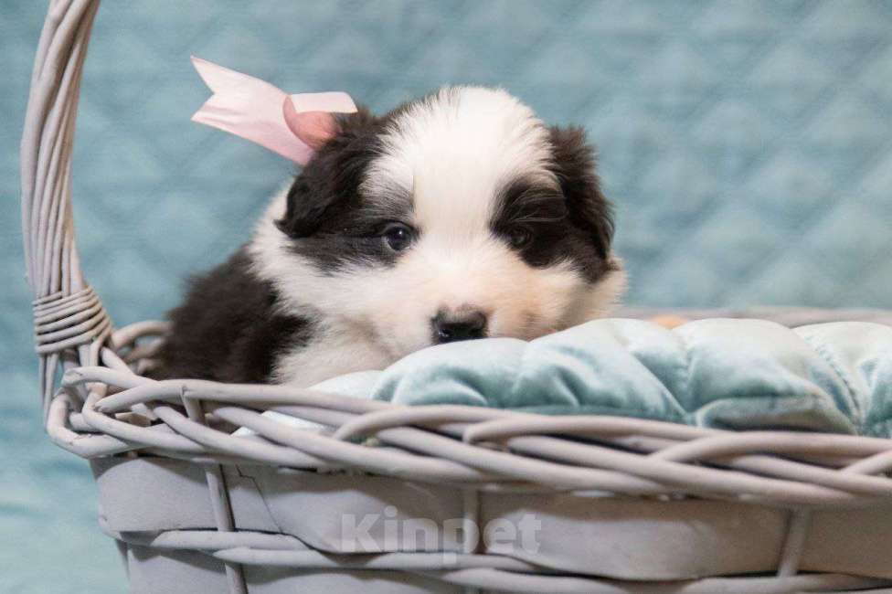 Собаки в Москве: Самая ласковая и нежная девочка бордер-колли Девочка, Бесплатно - фото 9