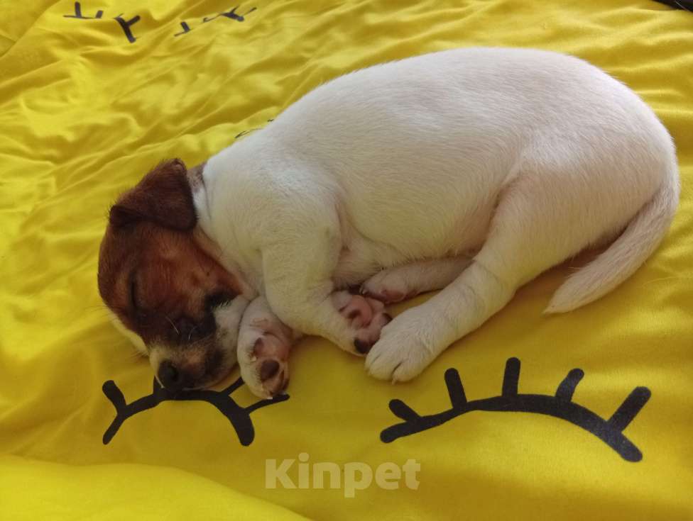 Собаки в Ижевске: Миленькая девочка Девочка, 18 000 руб. - фото 4