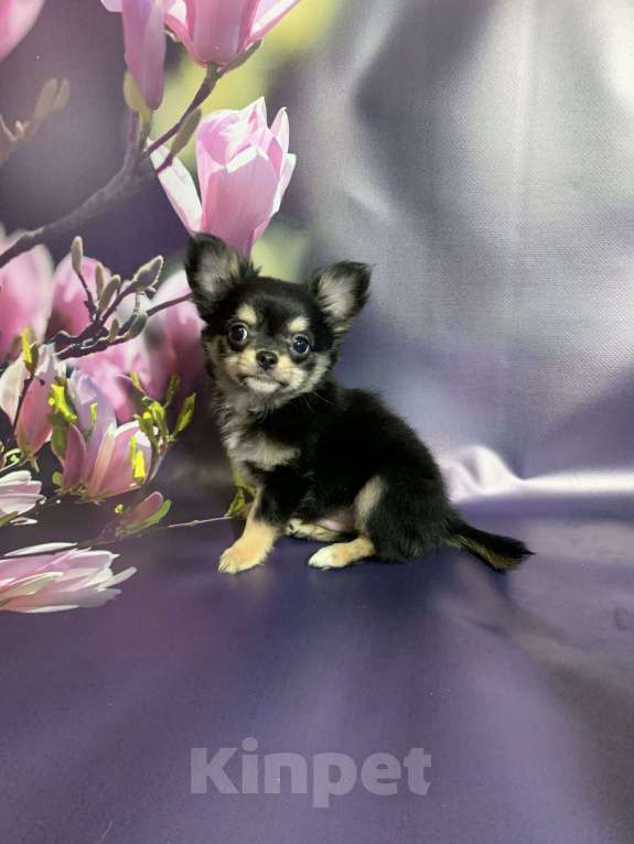 Собаки в Москве: Щенок чихуахуа, мальчик, длиношерстный.  Мальчик, 65 000 руб. - фото 4