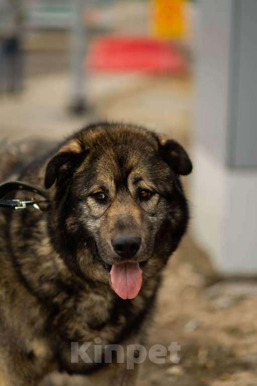 Собаки в Москве: Амур. Пес-здоровяк из приюта Мальчик, Бесплатно - фото 2