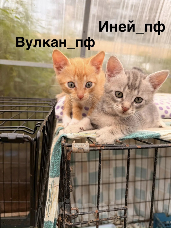 Кошки в Санкт-Петербурге: Котята в добрые руки Мальчик, Бесплатно - фото 1