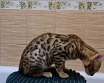 Кошки в Москве: Бенгальские котята с документами и прививками Мальчик, 25 000 руб. - фото 3