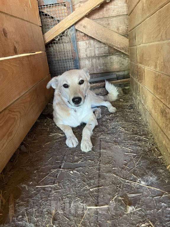 Собаки в Москве: Вернули через несколько дней. Собаке очень нужен дом Девочка, Бесплатно - фото 3