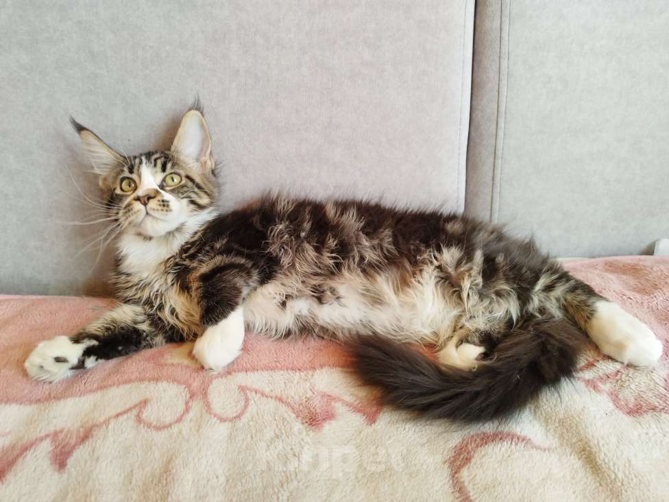 Кошки в Чите: Продается котенок мейнкун Девочка, 35 000 руб. - фото 6