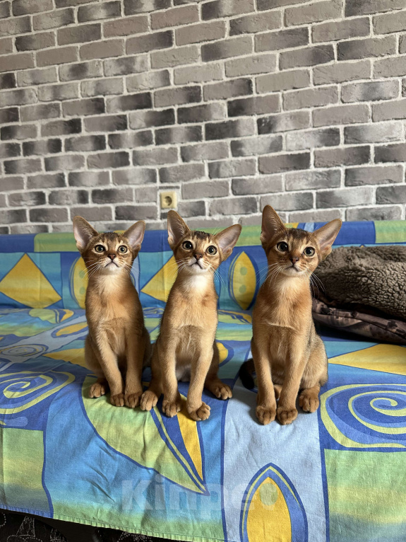 Кошки в Краснодаре: Абиссинские котята Мальчик, 55 000 руб. - фото 3