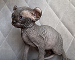Кошки в Омске: Котенок Эльф Девочка, 50 000 руб. - фото 1