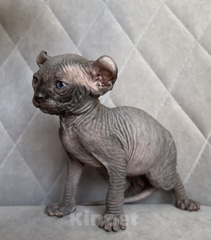 Кошки в Омске: Котенок Эльф Девочка, 50 000 руб. - фото 1