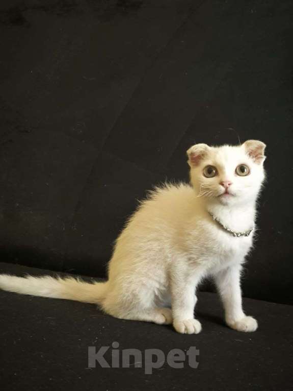 Кошки в Москве: Инопланетянка с огромными глазами Девочка, Бесплатно - фото 1