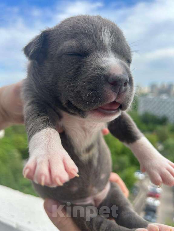 Собаки в Москве: Амстафф, Стаффорд, американский стаффордширский терьер, АСТ Девочка, 60 000 руб. - фото 4