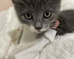 Кошки в Краснодаре: Котенок в добрые руки Девочка, Бесплатно - фото 1