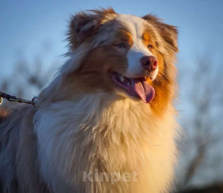 Собаки в Ейске: Отдам в заботливые руки Мальчик, Бесплатно - фото 4